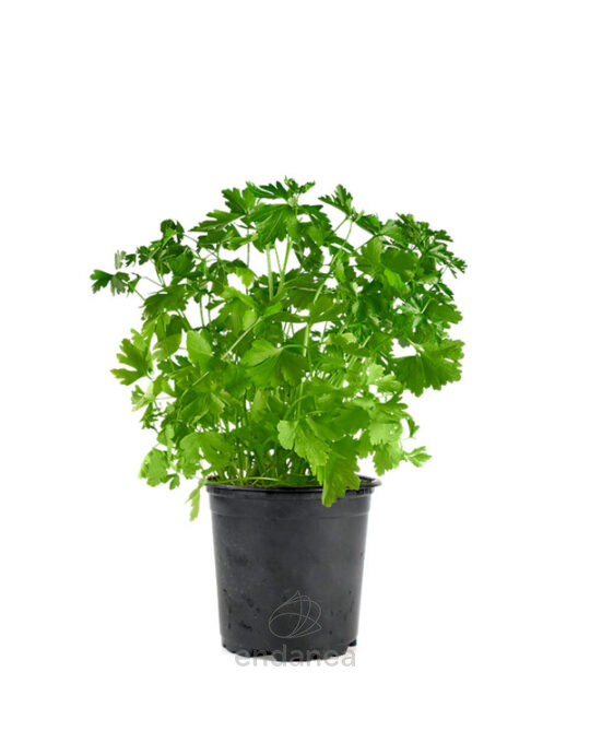 cilantro-planta-de-exterior-horticola