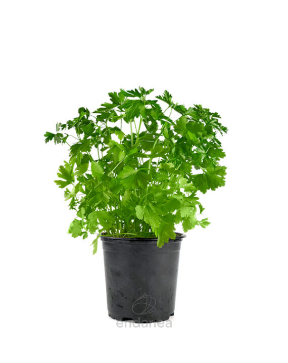 Cilantro Planta Hortícola de Exterior