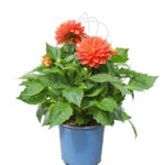 Dahlia Planta Km0 Planta de Exterior