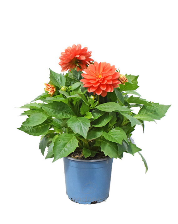 Dahlia Planta Km0 Planta de Exterior