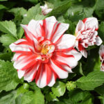 Dahlia Planta Km0 Planta de Exterior Flor Bicolor