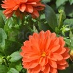 Dahlia Planta Km0 Planta de Exterior Flor Naranja