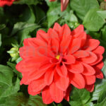 Dahlia Planta Km0 Planta de Exterior Flor Rojo