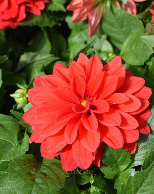 dahlia-km0-planta-de-exterior-flor-roja