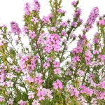 Diosma Hirsuta Pink Fountain Arbusto Exterior