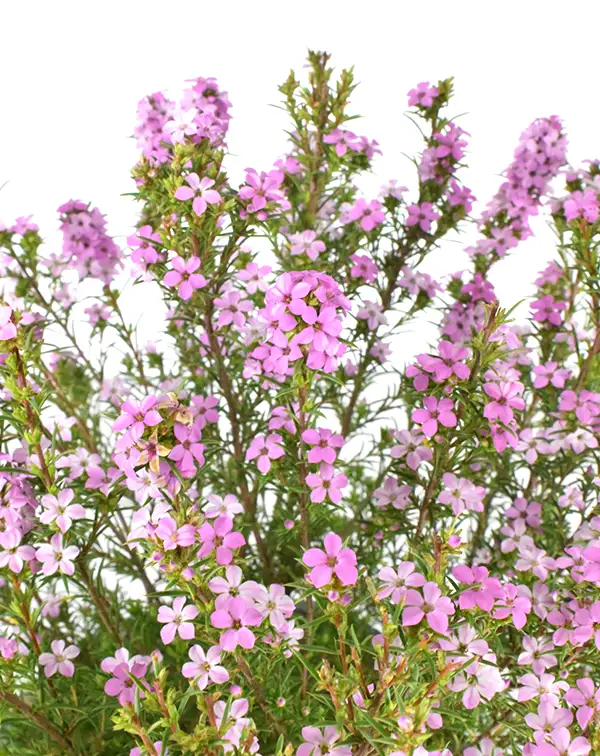 diosma-hirsuta-pink-fountain-planta-detalle-flores