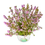 Diosma Hirsuta Pink Fountain Arbusto Exterior