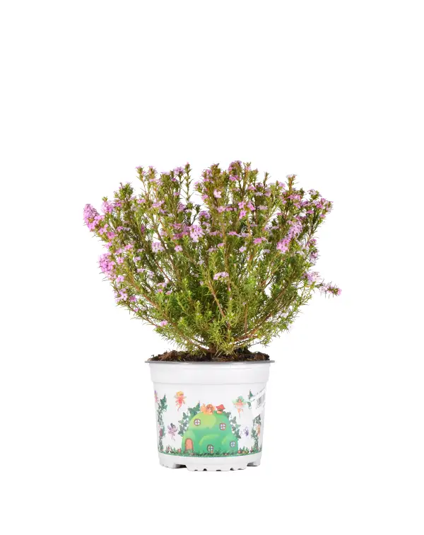 diosma-hirsuta-pink-fountain-planta-exterior