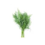 Eneldo Planta
