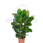 Ficus Elastica Robusta - Planta de Interior