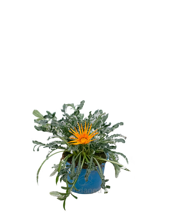 Gazania Km0 Planta de Exterior