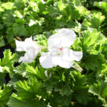 Geranio Chino Km0 Flor Blanca
