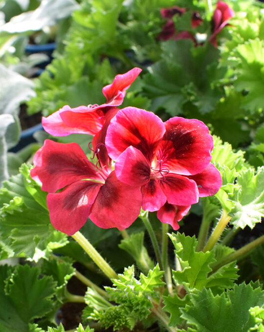 geranio-chino-km0-flor-fucsia