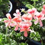 Geranio Chino Km0 Flor Salmón