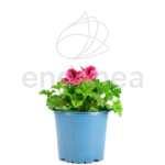 Geranio Chino Km0 Plantas de Primavera-Verano