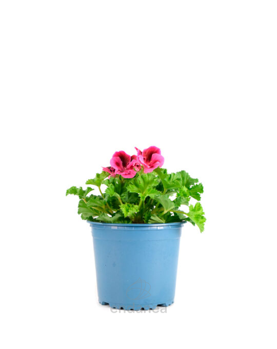 geranio-chino-km0-plantas-de-exterior