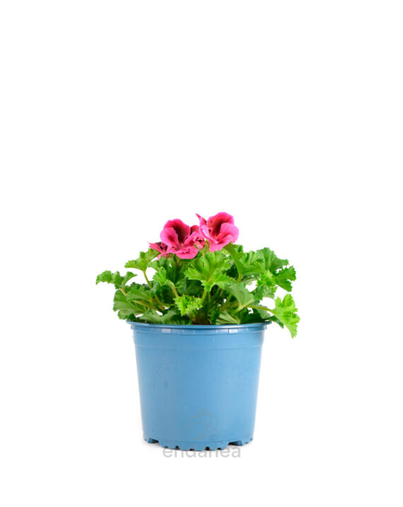 Geranio Chino Km0 Plantas de Primavera-Verano