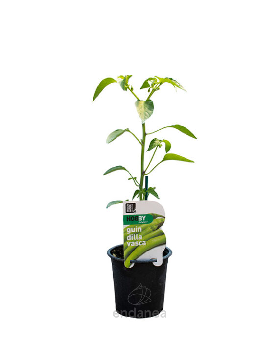 Guindilla Vasca Plantas Hortícolas
