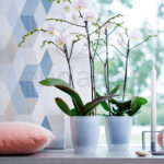 Maceta Elho Brussels Orquídeas Alta Interior