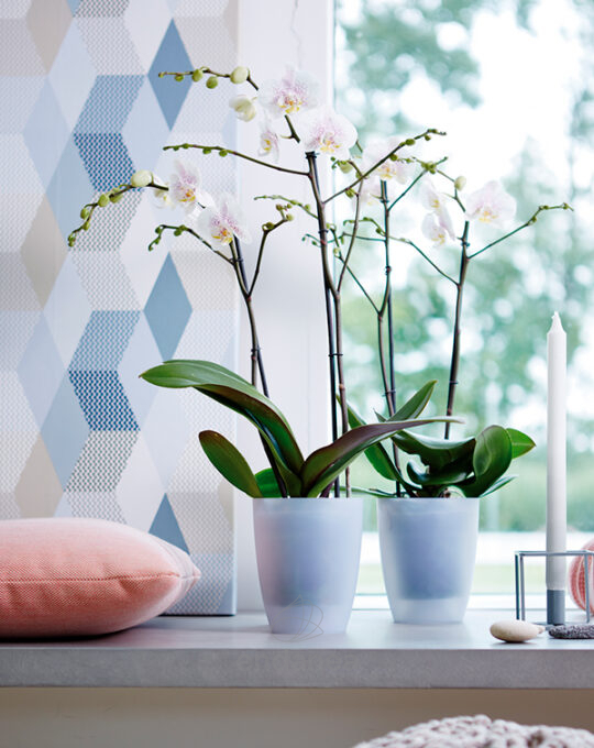 maceta-elho-brussels-orchid-transparent-high-interior