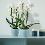 Maceta Elho Brussels Orquídeas Interior