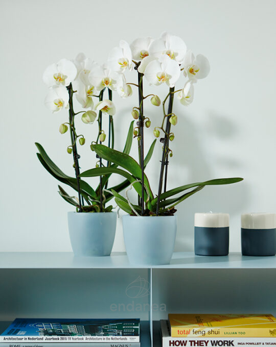 maceta-elho-brussels-orchid-transparent-interior