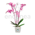 Maceta Elho Brussels Orquídeas Planta