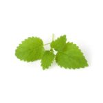 melisa-planta
