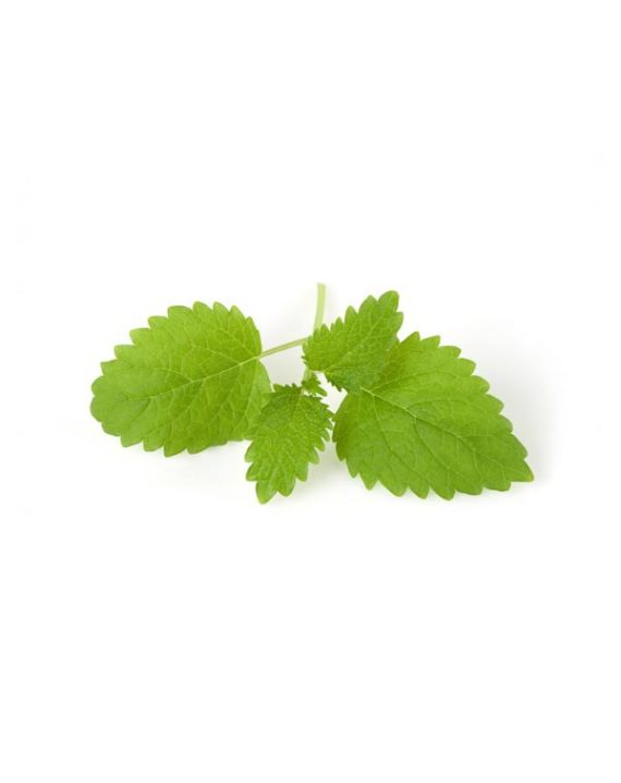melisa-planta