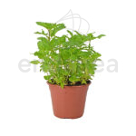 Menta Planta Hortícola