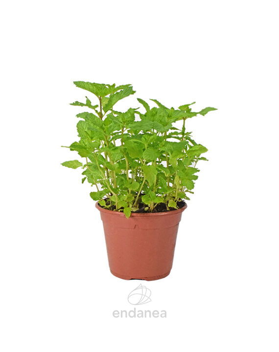 Menta Planta Hortícola
