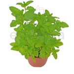 Menta Planta Hortícola