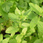 Menta Planta Hortícola