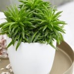 peperomia-happy-bean