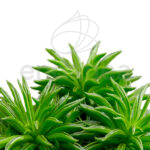 Peperomia Happy Beans detalle Hojas