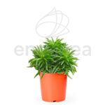 Peperomia Happy Beans Planta de Interior