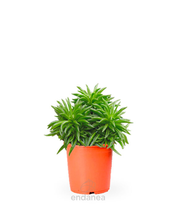 Peperomia Happy Beans Planta de Interior