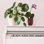 Pilea Peperomioides Decoración de Interior