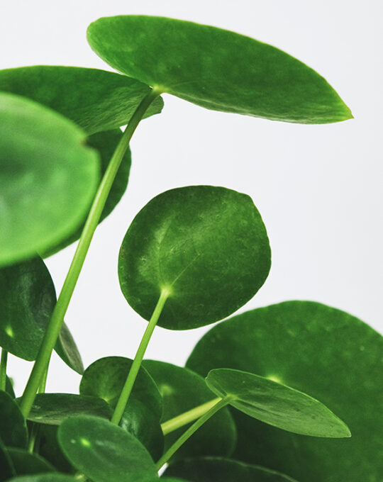 pilea-peperomioides-detalle-hojas