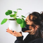 Pilea Peperomioides en Maceta