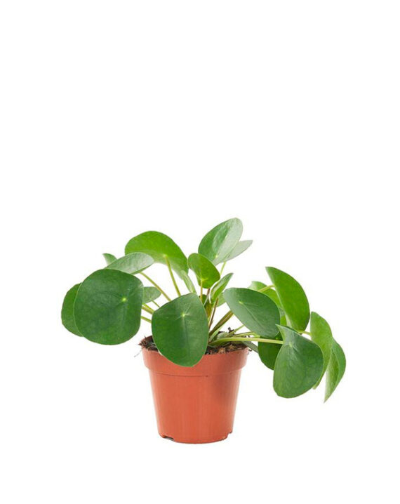 Pilea Peperomioides Planta de Interior