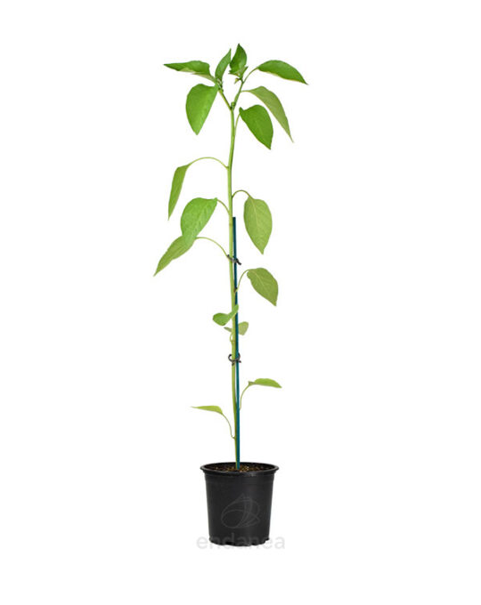 pimiento-italiano-f1-planta-horticola