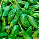 Pimiento Padrón Planta Hortícola