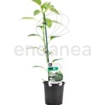 Pimiento Padrón Planta Hortícola
