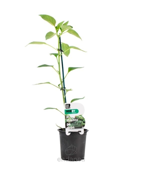 Pimiento Padrón Planta Hortícola