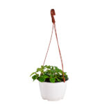 Planta del Dinero Plectranthus