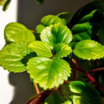 Planta del Dinero Plectranthus Hoja