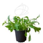 Rúcula Planta