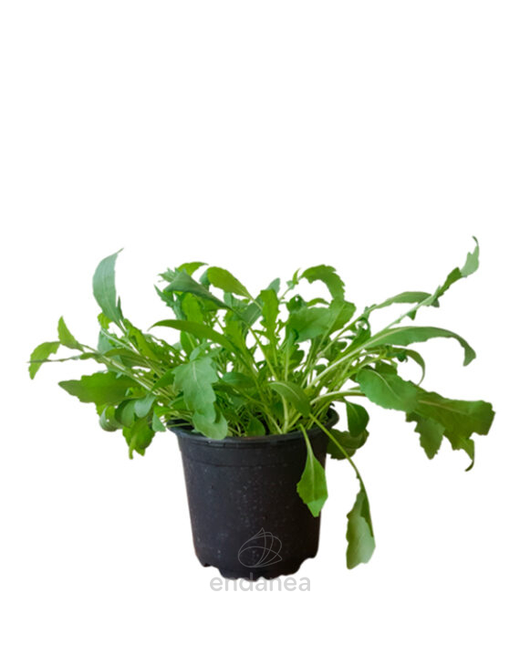Rúcula Planta