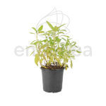 Salvia Planta